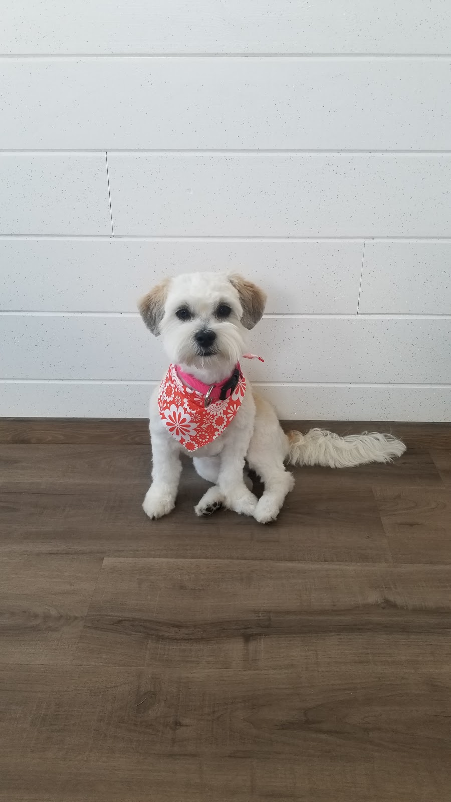 Wags To Riches Dog Grooming | point of interest | 15 Harris Ave, Friedensruh, MB R6W 4A1, Canada | 2043311608 OR +1 204-331-1608