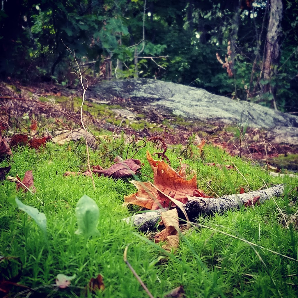 P7 Gatineau Park | 206 Chemin Kingsmere, Chelsea, QC J9B 1G8, Canada