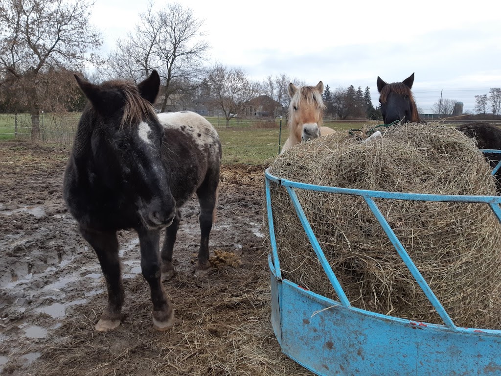 Sandhill Stables Horses Boarded | 1238 Snyders Rd E, Baden, ON N3A 3L3, Canada | Phone: (519) 634-8999