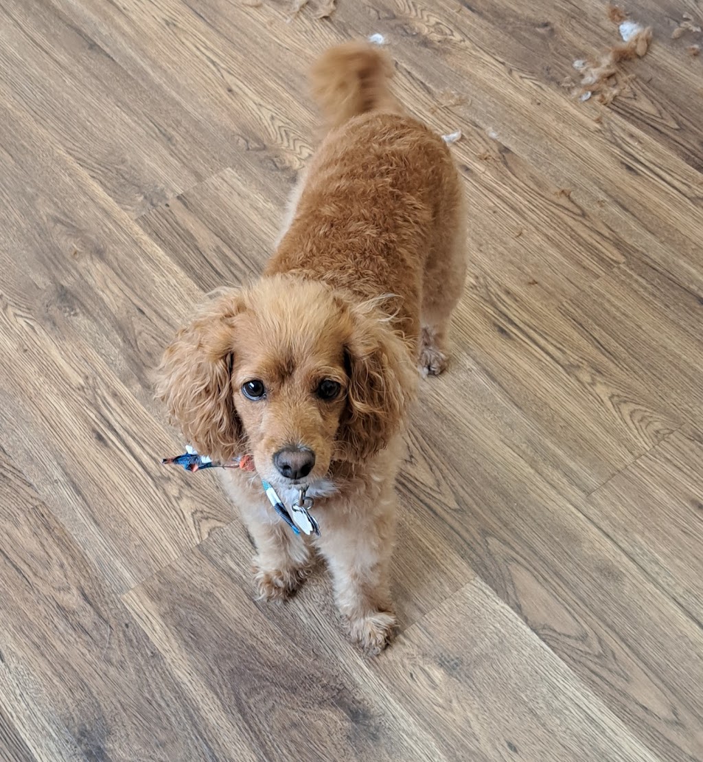 Delite Full Grooming | 22 Renner Ct, Hamilton, ON L8K 6J4, Canada | Phone: (905) 730-8161