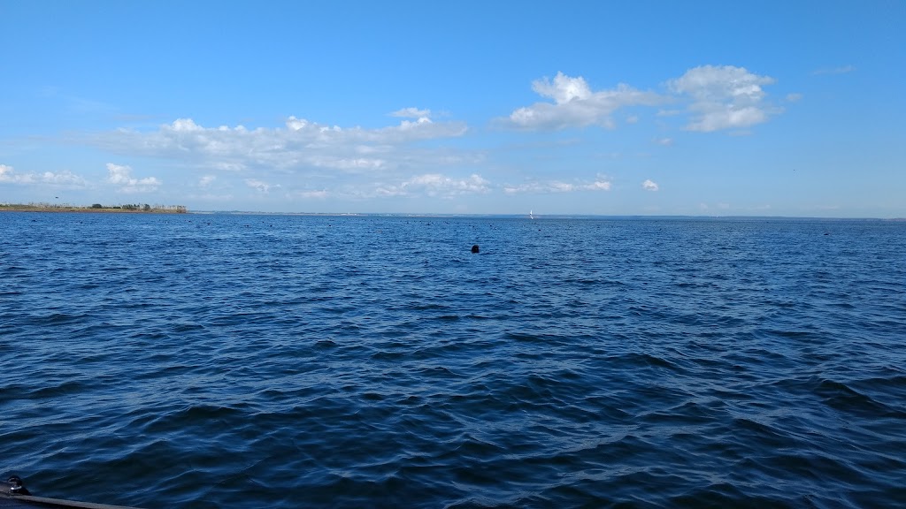 Adventures Marine zodiac Boat Tours | Dock A Charlottetown Yacht Club 2 Pr, Charlottetown, PE C1A 4J6, Canada | Phone: (902) 916-9940