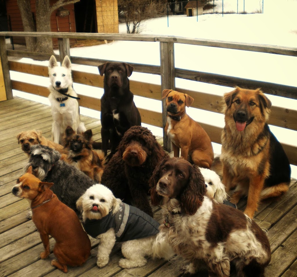 Kates K9 Services | 425 Cuckoos Nest Rd, Beckwith, ON K7A 4S7, Canada | Phone: (613) 608-4742