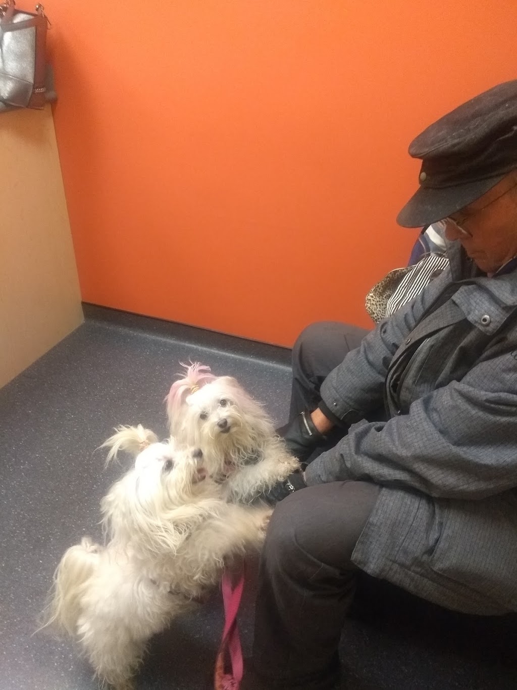 Dundas West Animal Hospital | 2160 Dundas St W, Toronto, ON M6R 1X3, Canada | Phone: (416) 535-8387