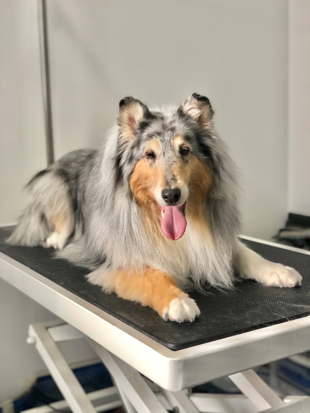 Tail-rific Dog Grooming Evanston | Evanscrest Common, Calgary, AB T3P 0R7, Canada | Phone: (403) 401-2938