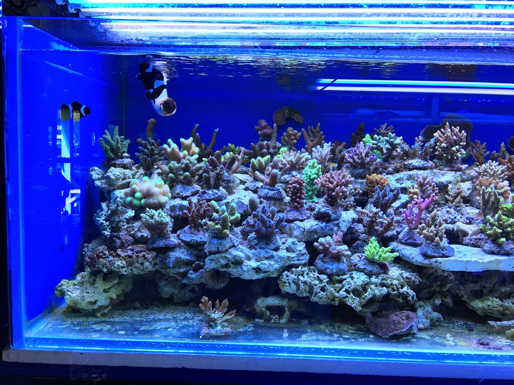 Wais Aquarium Ltd. | Bay 4, 222 16 Avenue Northeast, Calgary, AB T2E 1J8, Canada | Phone: (403) 276-3933