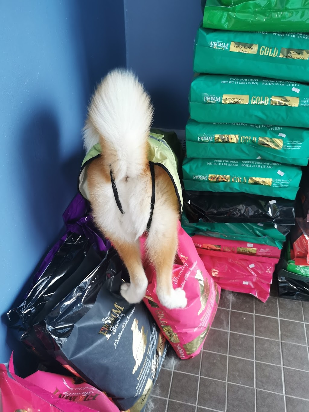 Neko Neko Pet | 69 Howden Rd, Scarborough, ON M1R 3C7, Canada | Phone: (647) 619-9132