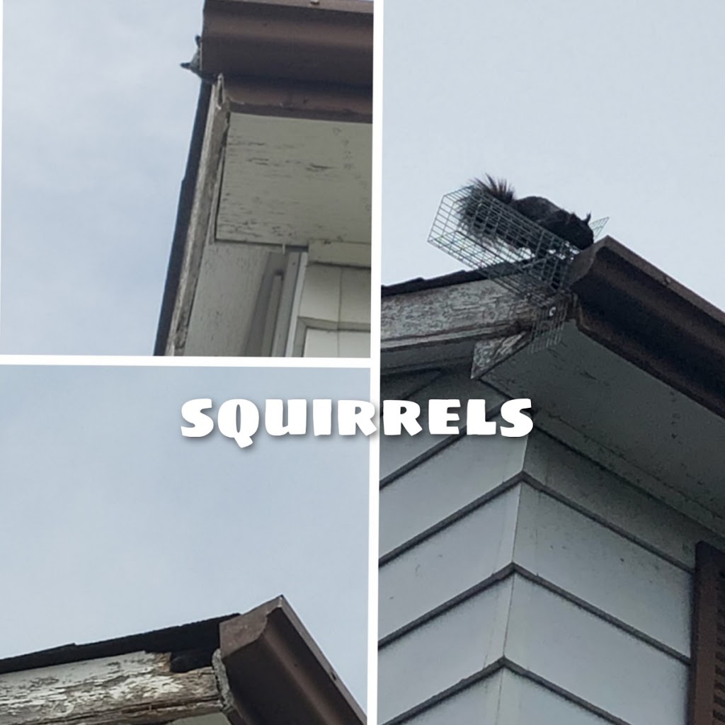 Toodaloo Pest Control | Ste 79038, 1300 Garth St, Hamilton, ON L9C 3N6, Canada | Phone: (289) 408-9500
