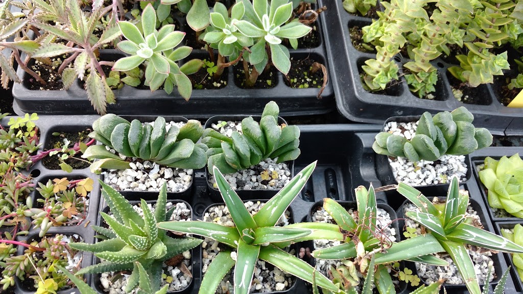 Crystal Star Nursery | 20815 2nd Concession Rd, East Gwillimbury, ON L9N 0G9, Canada | Phone: (905) 478-8398