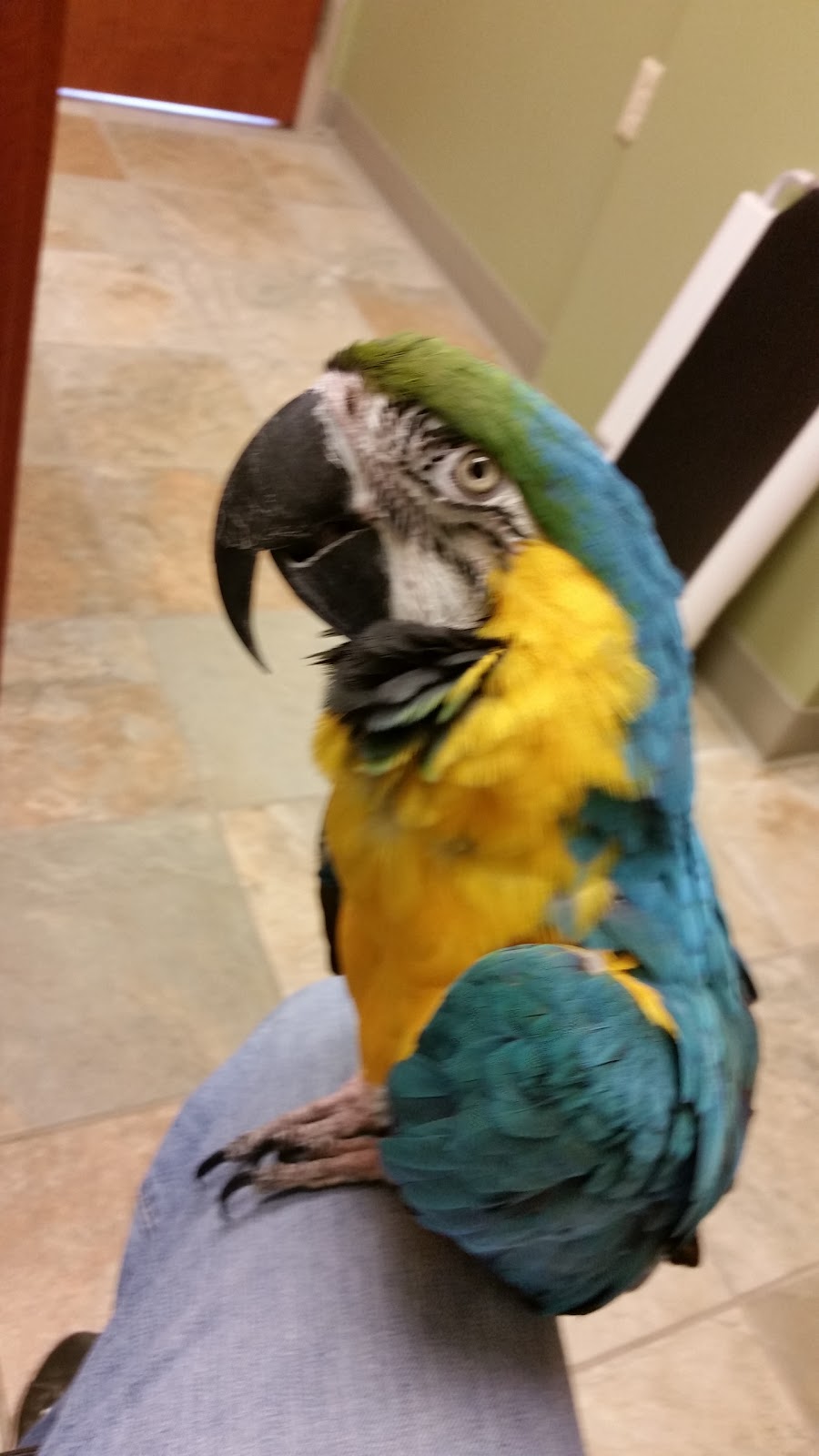 Specialized Care-Avian & Exotic Pets | 10882 Main St, Clarence, NY 14031, USA | Phone: (716) 759-0144