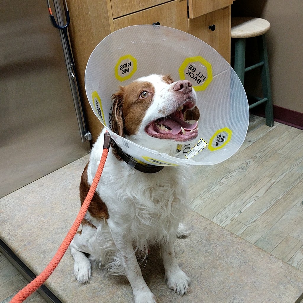 Martensville Veterinary Hospital | 2 4 St S, Martensville, SK S0K 2T0, Canada | Phone: (306) 933-2677