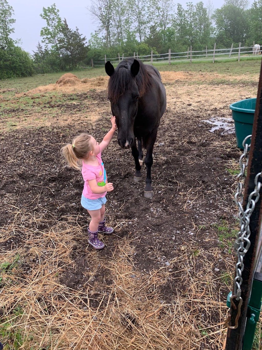 Out of The Blue Stables | 280 Mud Lake Rd N, Odessa, ON K0H 2H0, Canada | Phone: (613) 876-4324