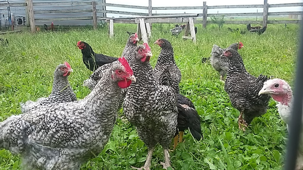 McIntosh Farms | 6800-6998 Rd 173, Atwood, ON N0G 1B0, Canada | Phone: (519) 897-1226