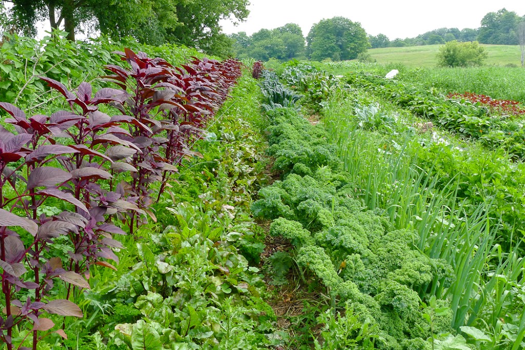 Cavaleiro Farm | 6905 18th Side Rd, Schomberg, ON L0G 1T0, Canada | Phone: (416) 729-6946
