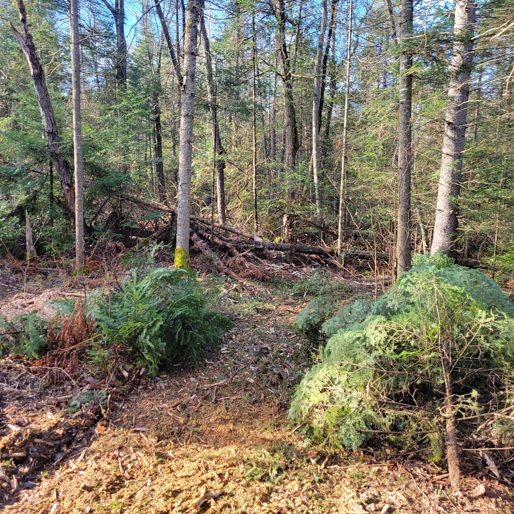 Rykon Forestry Mulching | 245 Brock Concession Rd 2, Sunderland, ON L0C 1H0, Canada | Phone: (289) 383-5789