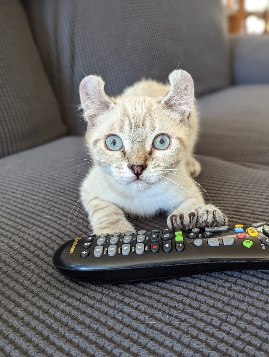 Chatterie Highland Lynx de la Montagne | 233 Rue Laurier, Otterburn Park, QC J3H 1E1, Canada | Phone: (514) 232-2911
