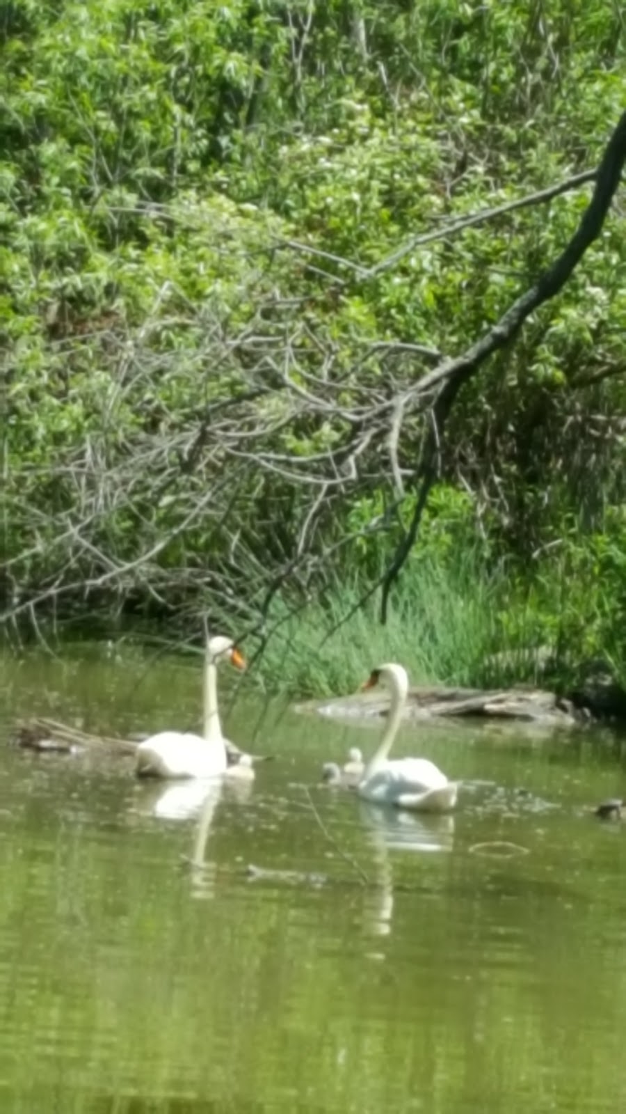 Swan Lake Park | 25 Swan Park Rd, Markham, ON L6E 1Z5, Canada | Phone: (905) 477-5530