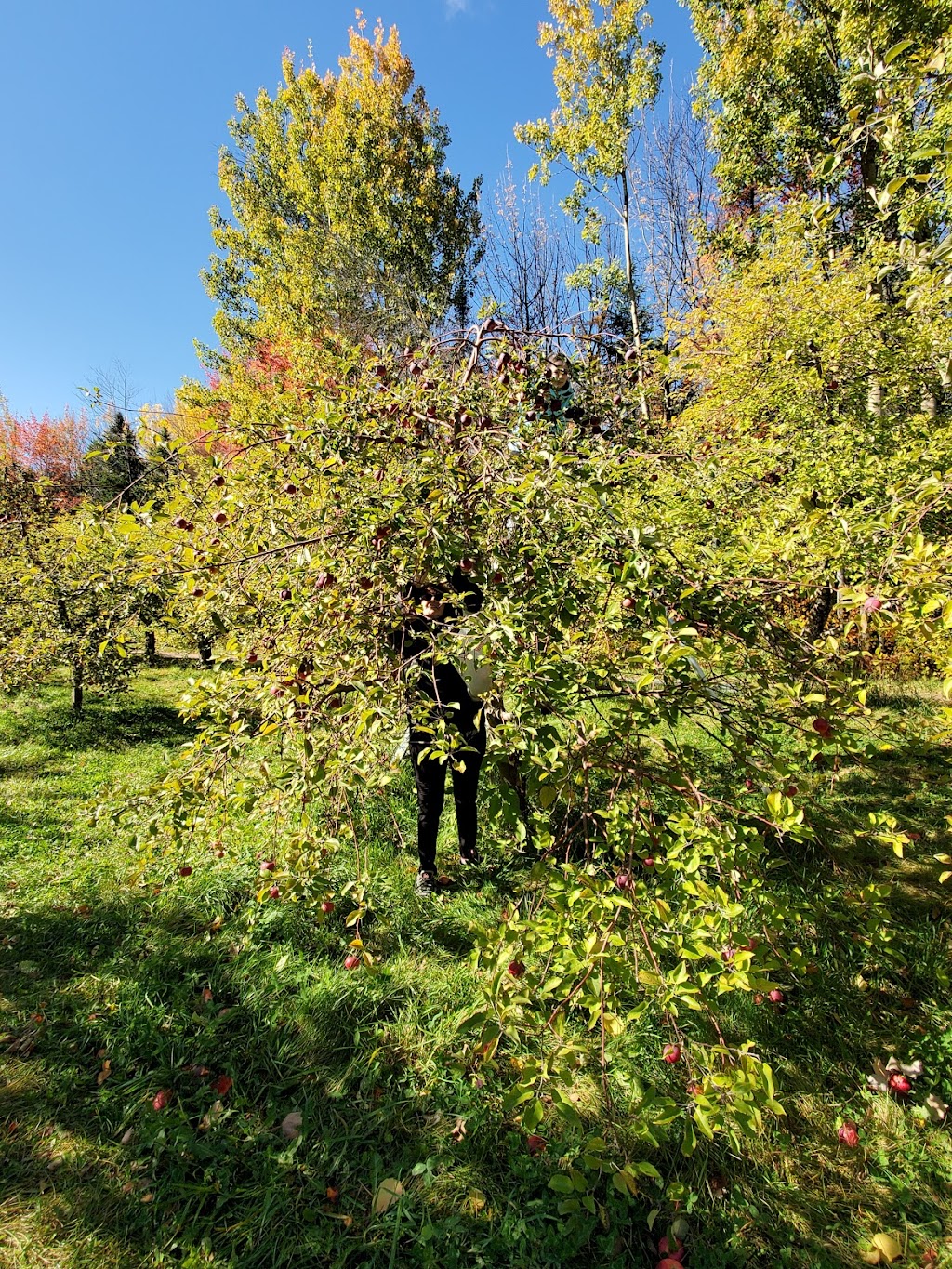 Verger Nicolet Pomme Bleuet | 5760 Rte Principale, Grand-Saint-Esprit, QC J0G 1B0, Canada | Phone: (819) 289-2101