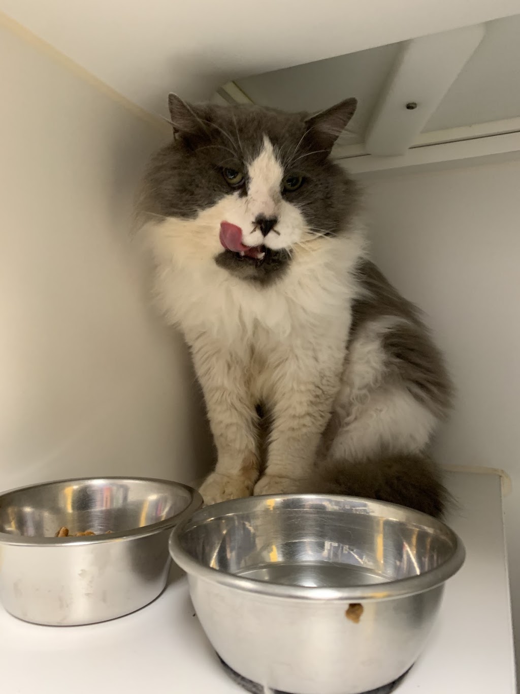 The Lincoln County Humane Society Animal Clinic | 160 Fourth Ave, St. Catharines, ON L2S 0B6, Canada | Phone: (905) 688-7722