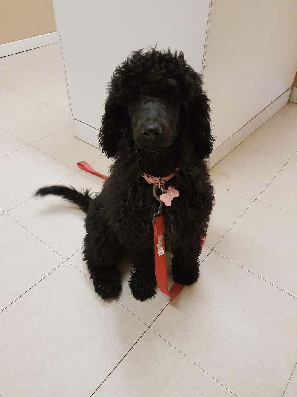 Complete Care Hospital for Pets | 3288 Highway 7, Lake Echo, NS B3E 1C6, Canada | Phone: (902) 281-2273