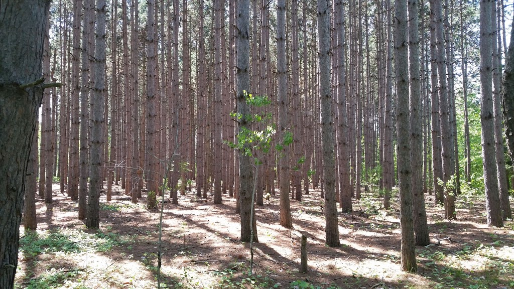 Yoga Cabin | 7967 County Rd 13, Lisle, ON L0M 1M0, Canada | Phone: (705) 440-7766