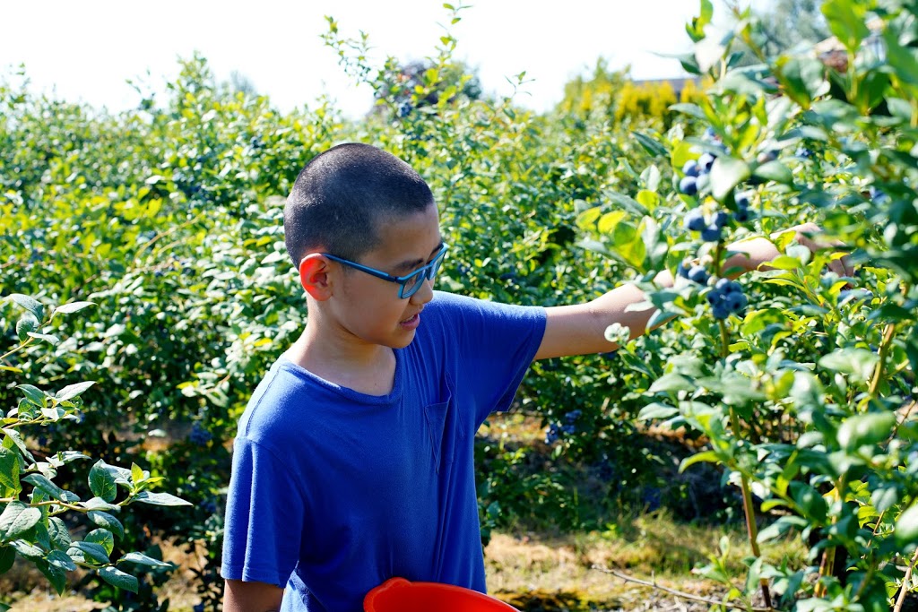 Doremi Blueberry Farm | 20006 Old Dewdney Trunk Rd, Pitt Meadows, BC V3Y 1Z1, Canada | Phone: (778) 886-9237