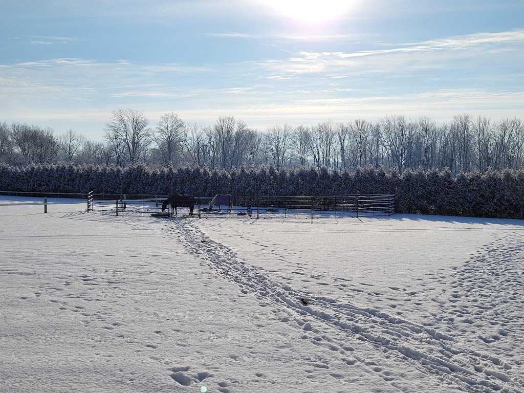 Eden Ridge Equestrian | 684536 Rd 68, Woodstock, ON N4S 7V7, Canada | Phone: (519) 777-2306