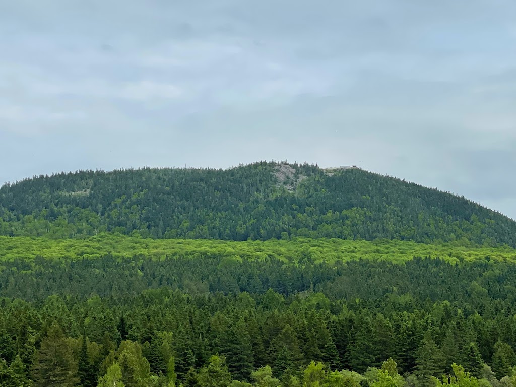 Bleuetière Du Grand-Morne Inc. | 1377 Chem. de la Grande-Ligne, Adstock, QC G0N 1S0, Canada | Phone: (418) 332-0072