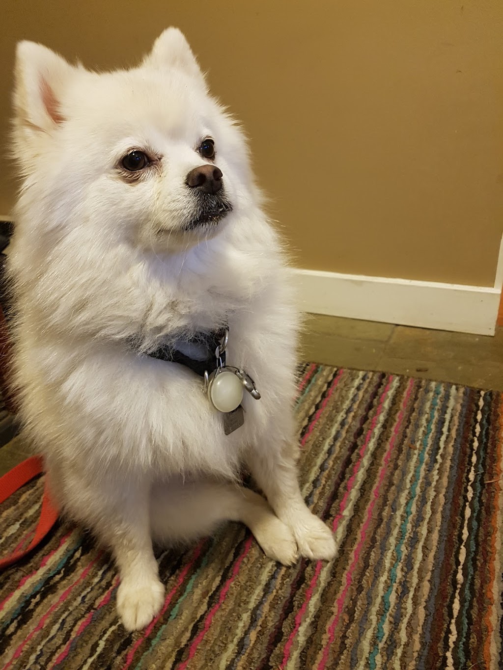 Not Home Alone Pet Services | 39 Porter Rd, Nanaimo, BC V9X 1B8, Canada | Phone: (250) 802-6614