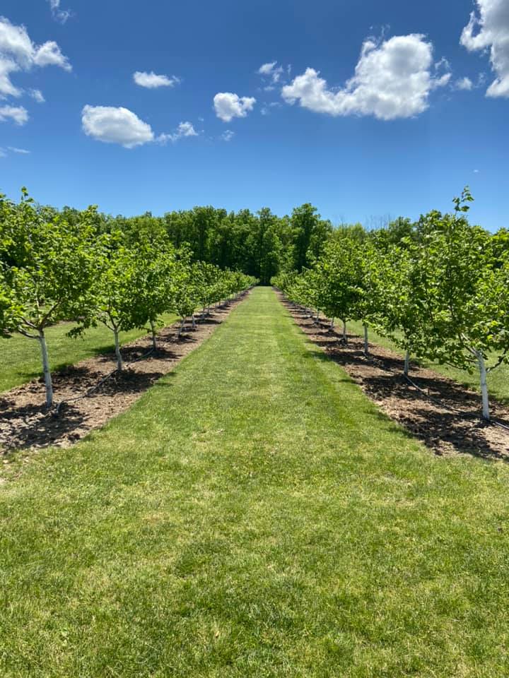 Haldimand Hazelnuts | 2860 County Road 20, Cayuga, ON N0A 1E0, Canada | Phone: (905) 517-8898