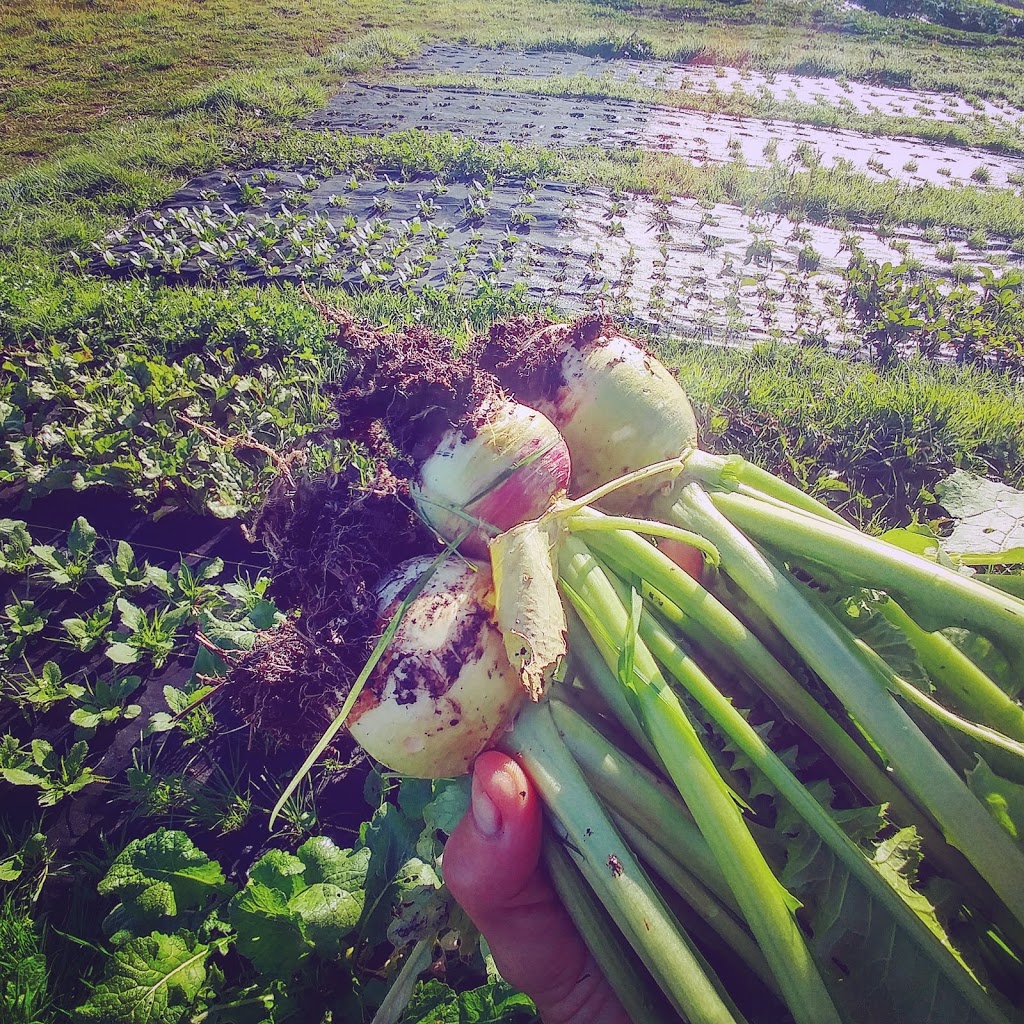 Ohana Organic Farming Society of British Columbia | 3420 River Rd W, Delta, BC V4K 3N2, Canada | Phone: (778) 400-0510