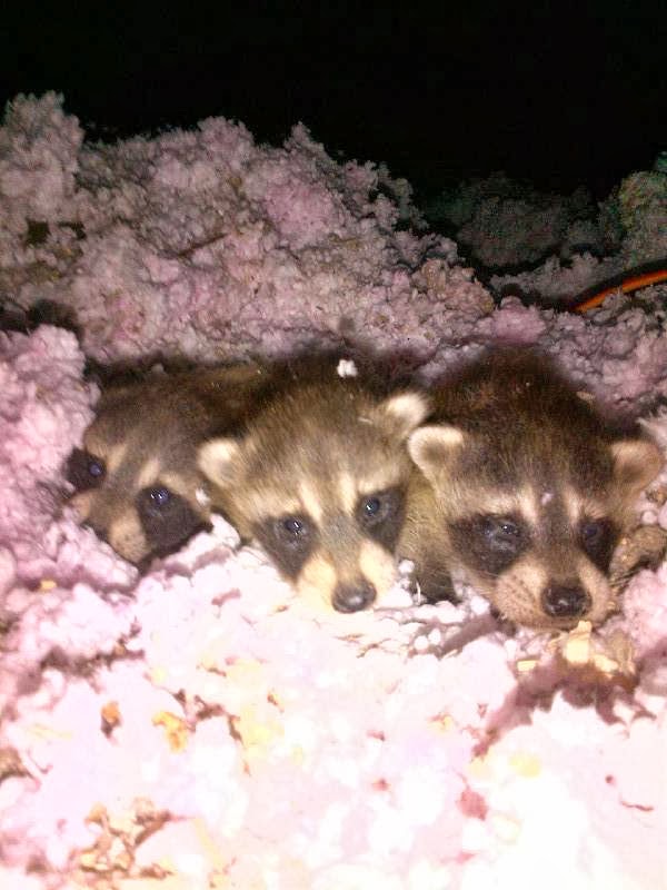 Niagaras Humane Wildlife Removal | 52 Pine Street South, Thorold, ON L2V 3L4, Canada | Phone: (905) 401-9505