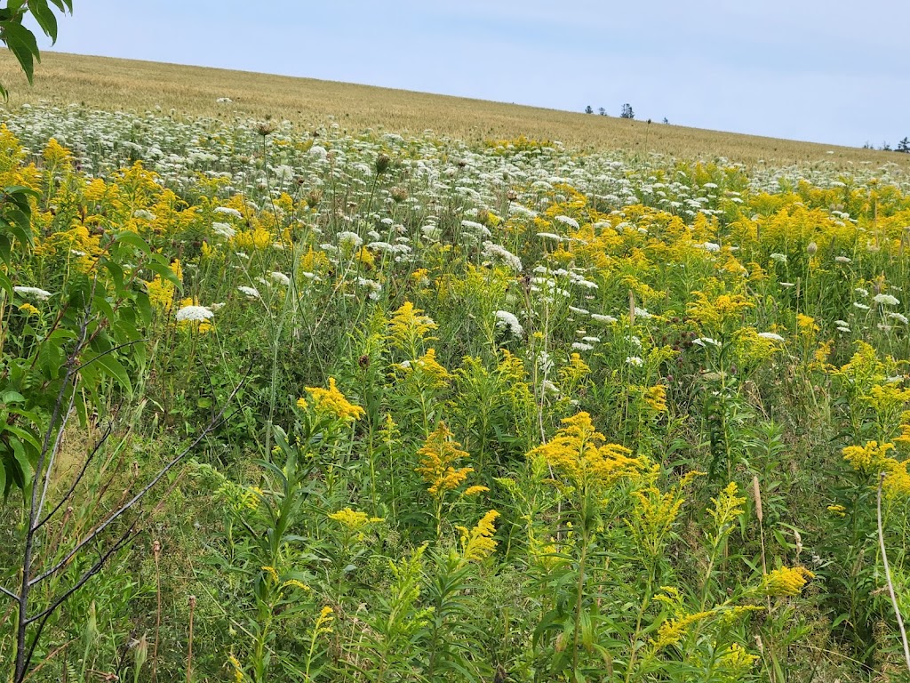Homestead Trail, Prince Edward Island National Park | 357 Grahams Ln, Cavendish, PE C0A 1M0, Canada | Phone: (902) 672-6350