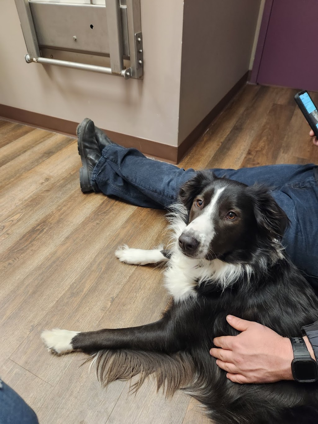 Cross Roads Animal Health Centre | 3 Myrtle St, Stratford, PE C1B 1P4, Canada | Phone: (902) 370-2838