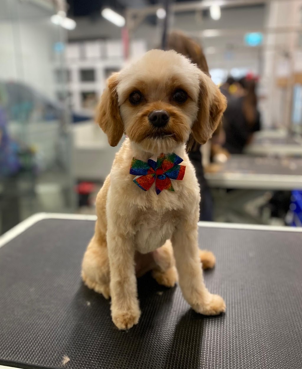 Oh My Dog Spa and Grooming | 5596 Windermere Blvd, Edmonton, AB T6W 2Z8, Canada | Phone: (780) 655-1797