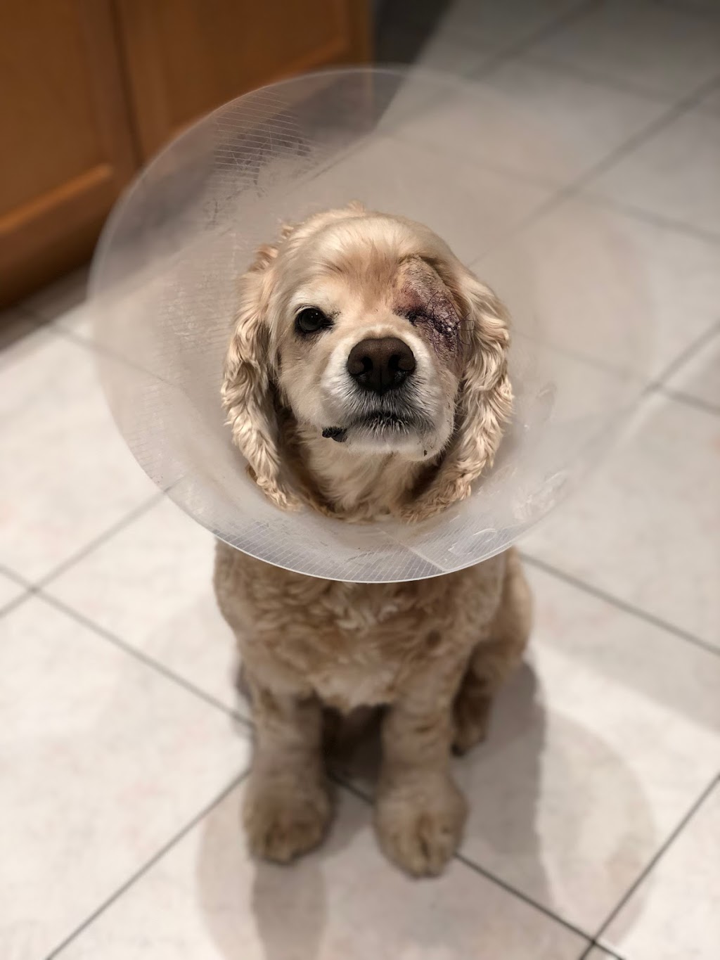 Richview Animal Hospital | 250 Wincott Dr unit 33, Etobicoke, ON M9R 2R5, Canada | Phone: (416) 245-8805