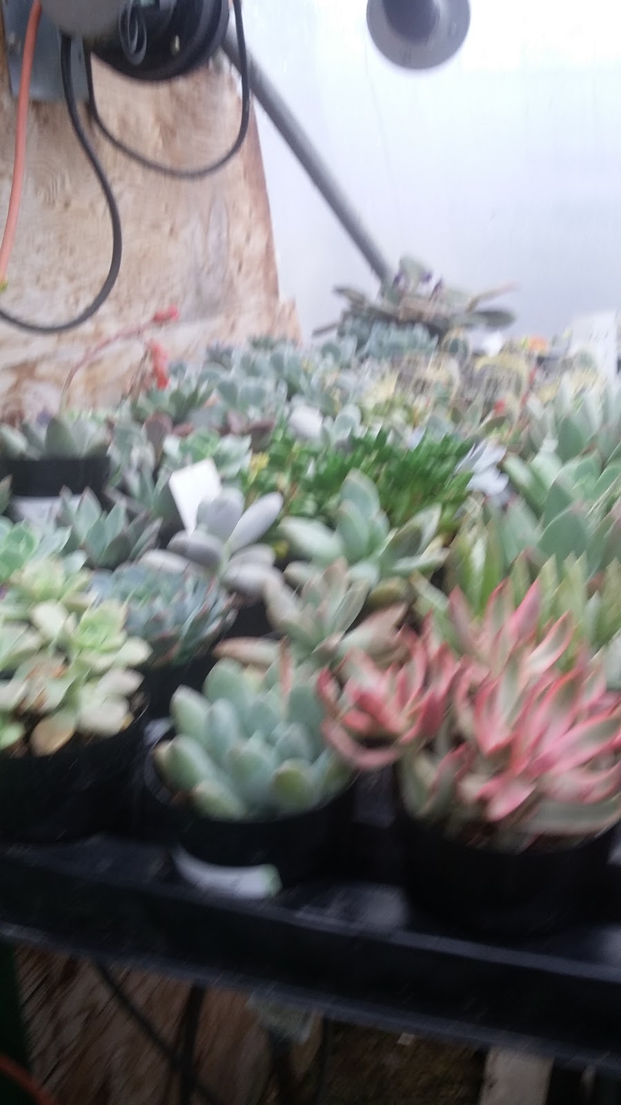 Northern Flora Garden Centre & Chemical Free Weed Control | 5112 49a St, Barrhead, AB T7N 1A4, Canada | Phone: (780) 674-8844