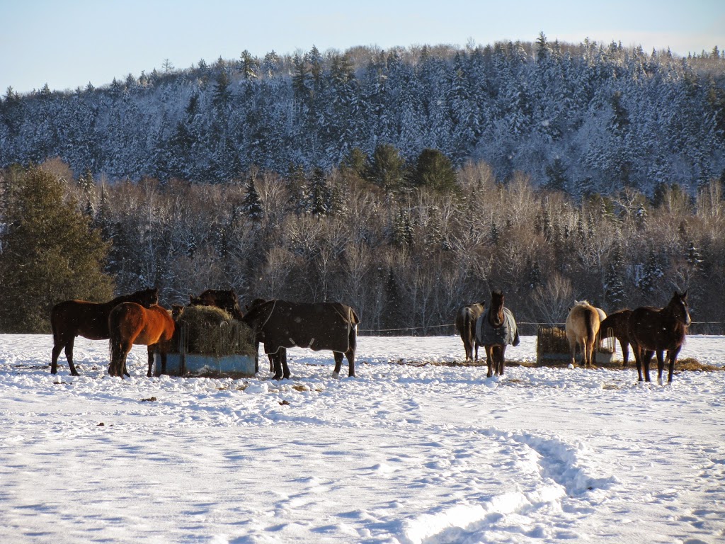 KL Equine | 104 Chemin Mclinton, Wakefield, QC J0X 3G0, Canada | Phone: (873) 353-0960
