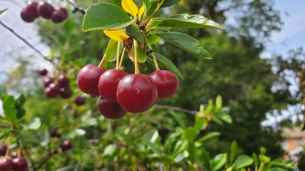 Bruno Cherry Sunday (Festival) | Ursuline Ave, Bruno, SK S0K 0S0, Canada | Phone: (306) 369-2514