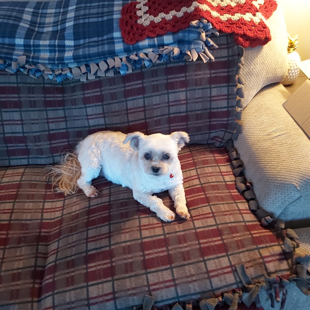 Kims Pampered Pets | 1192 Benson St, Innisfil, ON L9S 1Y4, Canada | Phone: (705) 294-2712