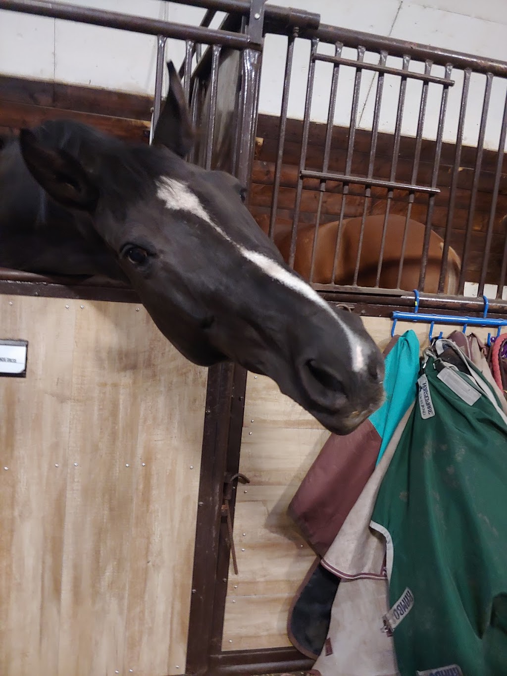 Dressage studio inc | Leduc County, AB T0C 0V0, Canada | Phone: (780) 242-7192