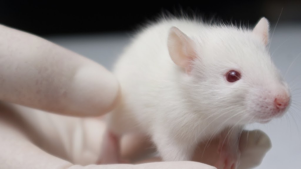 Lomir Biomedical Inc | 95 Rue Huot, Notre-Dame-de-lÎle-Perrot, QC J7V 7M4, Canada | Phone: (514) 425-3604