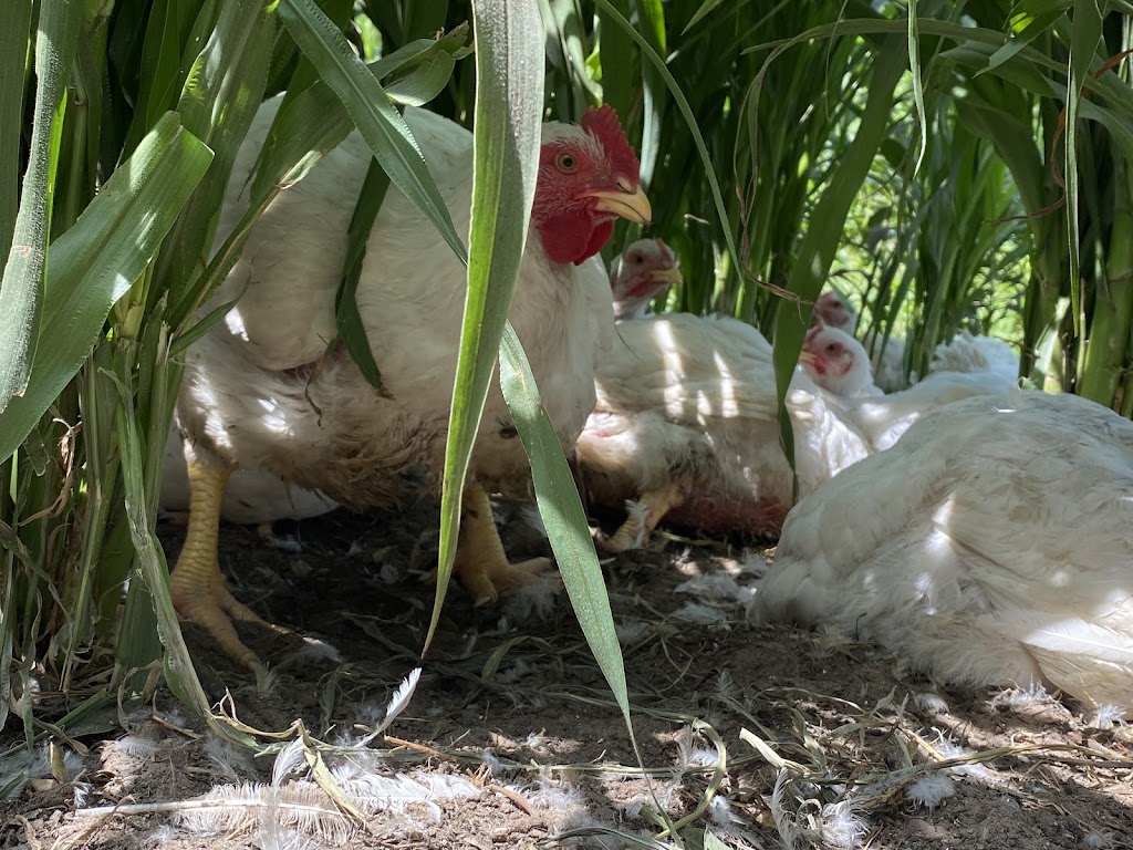 Wilson Creek Farms | 1331 3 Line, Lefroy, ON L0L 1W0, Canada | Phone: (226) 218-4638