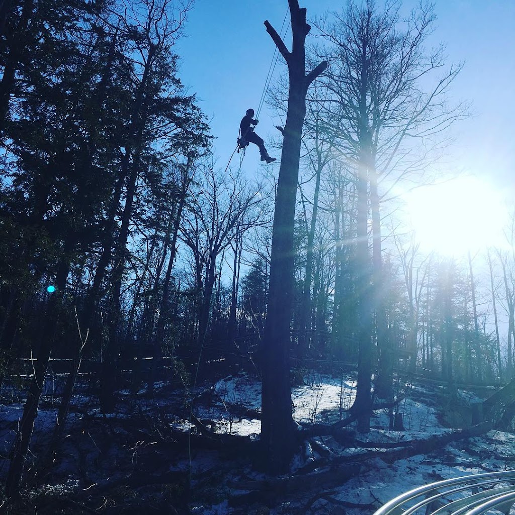 Arbtech Tree Care Services | point of interest | 417208 10th Line, Thornbury, ON N0H 2P0, Canada | 5195993381 OR +1 519-599-3381
