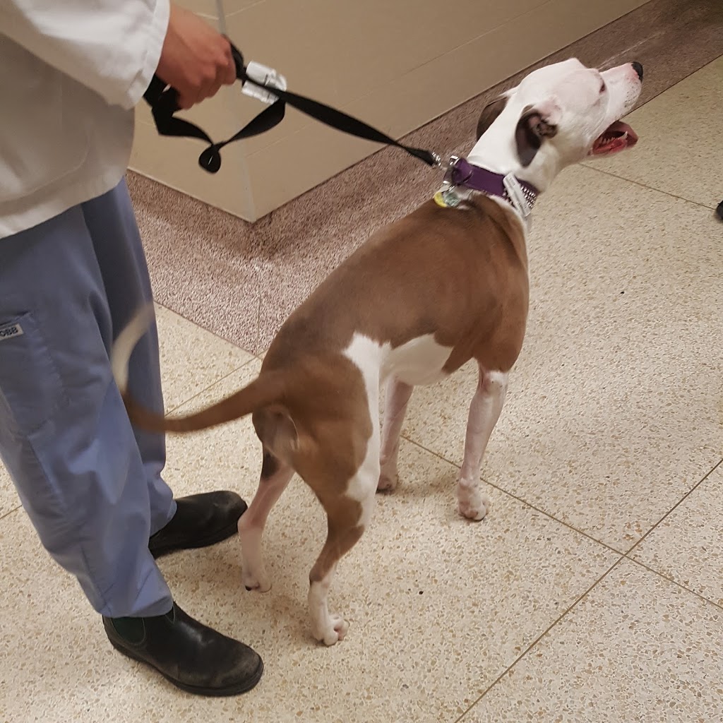 OVC Companion Animal Hospital | 28 College Ave W, Guelph, ON N1G 2W1, Canada | Phone: (519) 823-8830