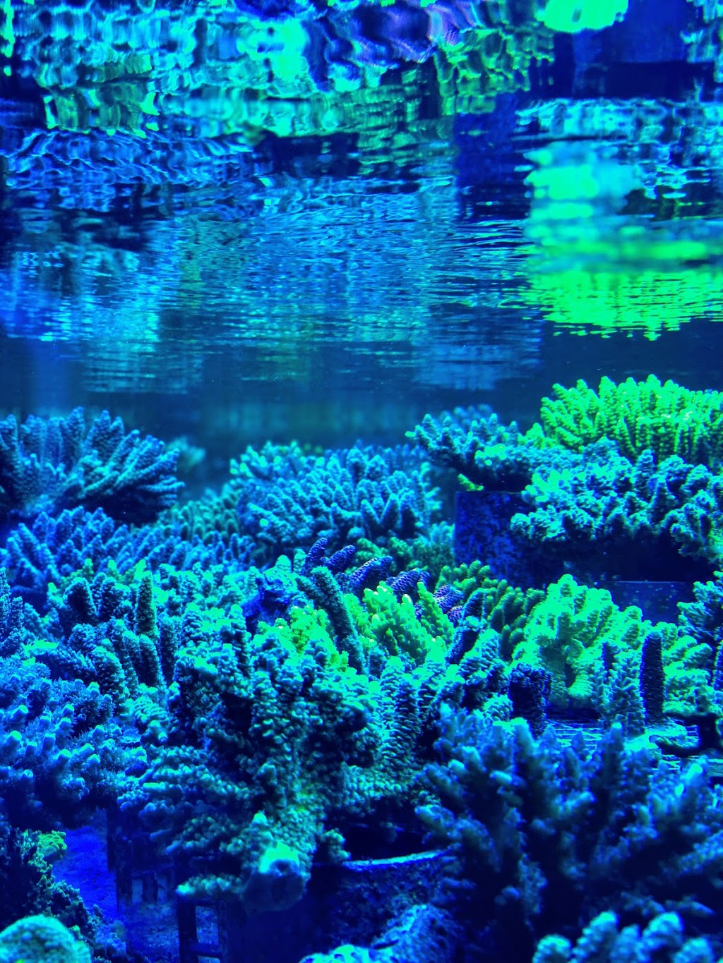 Reef Raft | 1650 Dundas St E, Mississauga, ON L4X 2Z3, Canada | Phone: (647) 545-8597