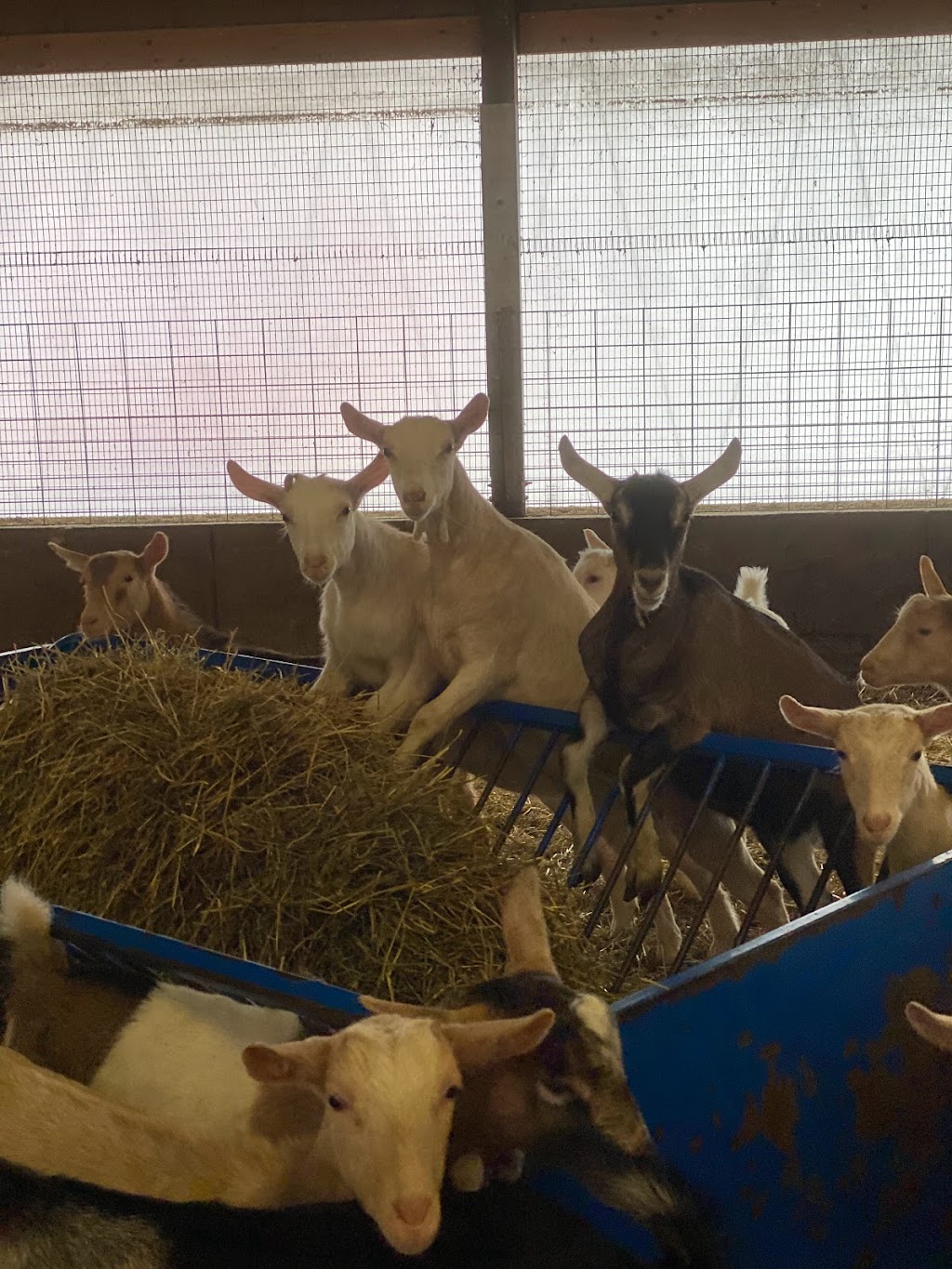 Donkers Family Farm | 9340 Mill Rd, Shedden, ON N0L 2E0, Canada | Phone: (519) 280-3276