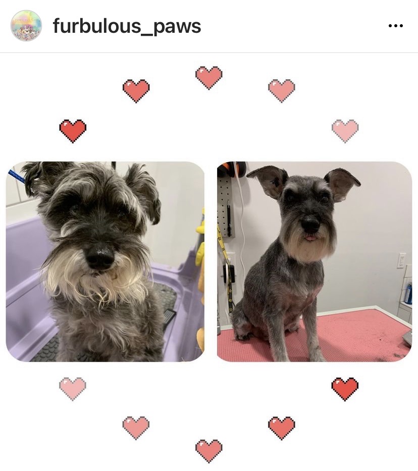 Furbulous Paws | 962 Mahogany Blvd SE, Calgary, AB T3M 2X3, Canada | Phone: (403) 505-4273