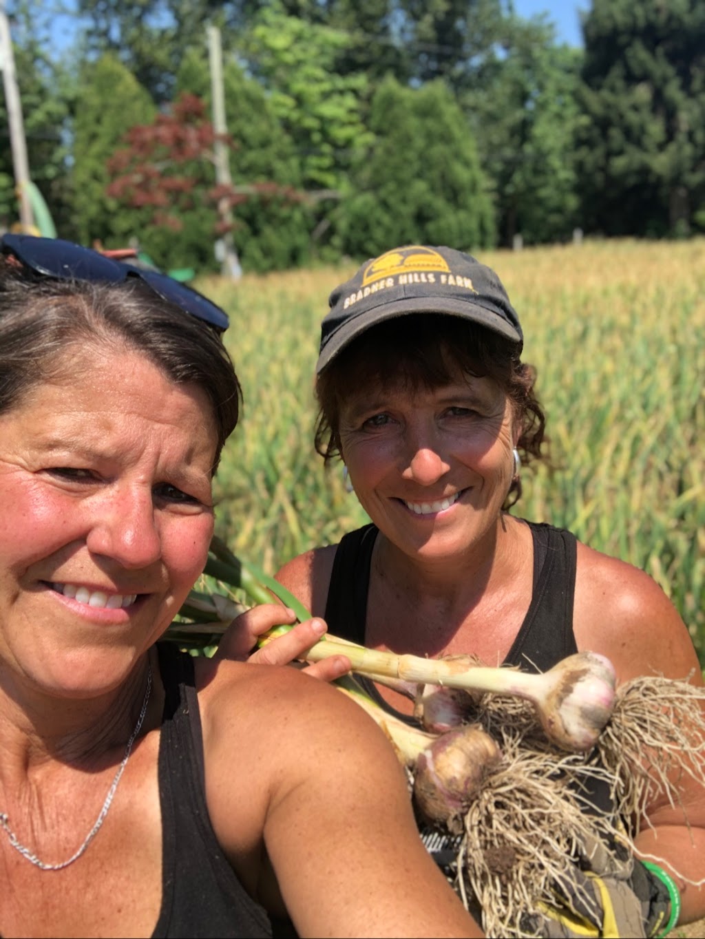 Bradner Hills Farm - Garlic | 6323 Bradner Rd, Abbotsford, BC V4X 2C7, Canada | Phone: (604) 831-6852