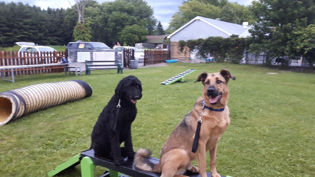 Canine Academy RM | 7570 Chemin du Rapide-Plat N, Saint-Hyacinthe, QC J2S 8B1, Canada | Phone: (450) 799-6500