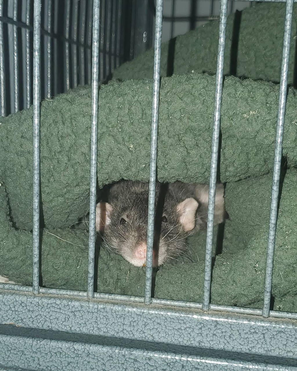 Pets at Peace - Simcoe County and Muskoka District | 335 Mississaga St W #4, Orillia, ON L3V 3C2, Canada | Phone: (705) 790-7427